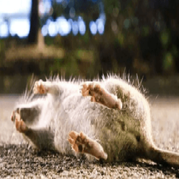 ratpestcontrolperth